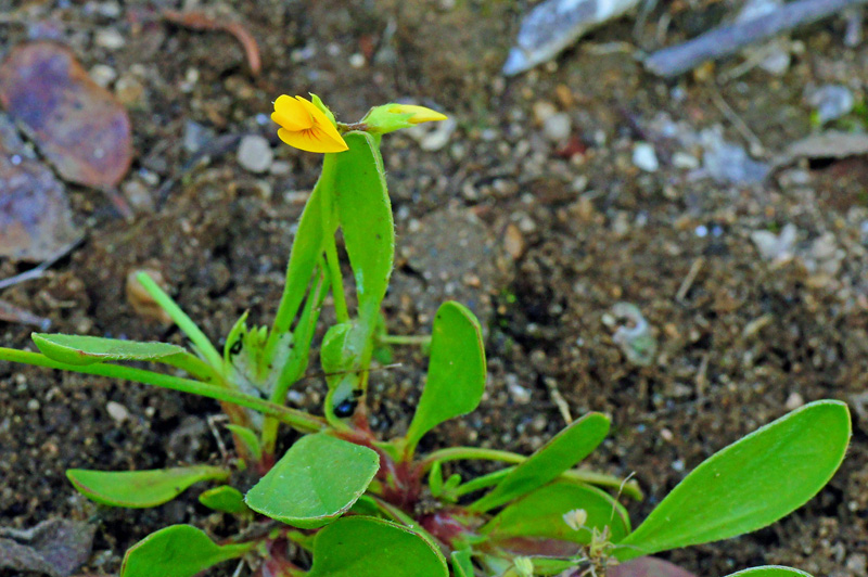 Scorpiurus muricatus / Erba-lombrica comune